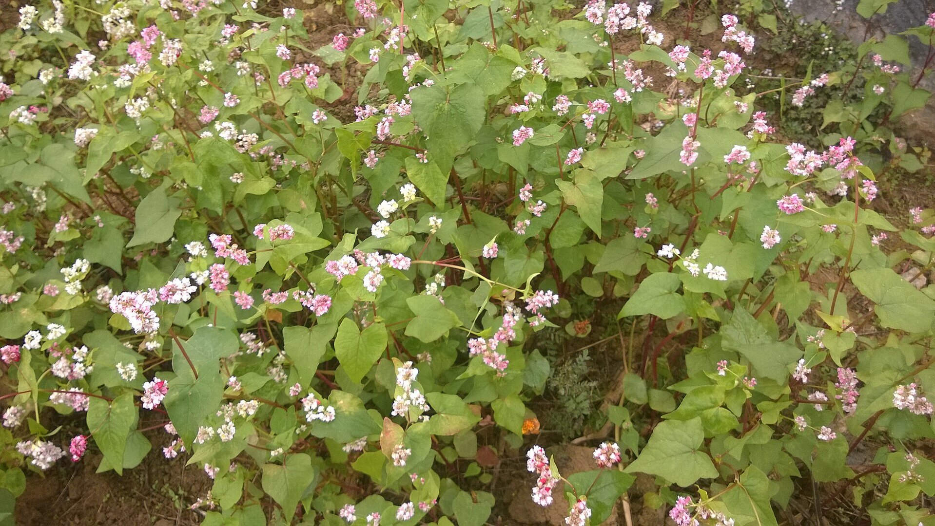 Khóm tam giác mạch nở hoa li ti hồng và trắng giữa lá hình tim xanh ở Đồng Văn, Hà Giang.