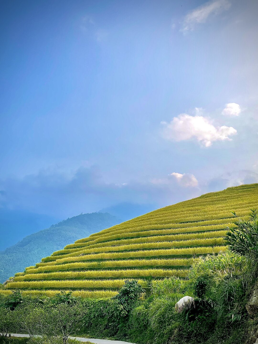 Sườn đồi ruộng bậc thang Hoàng Su Phì đang ngả vàng dưới bầu trời xanh.