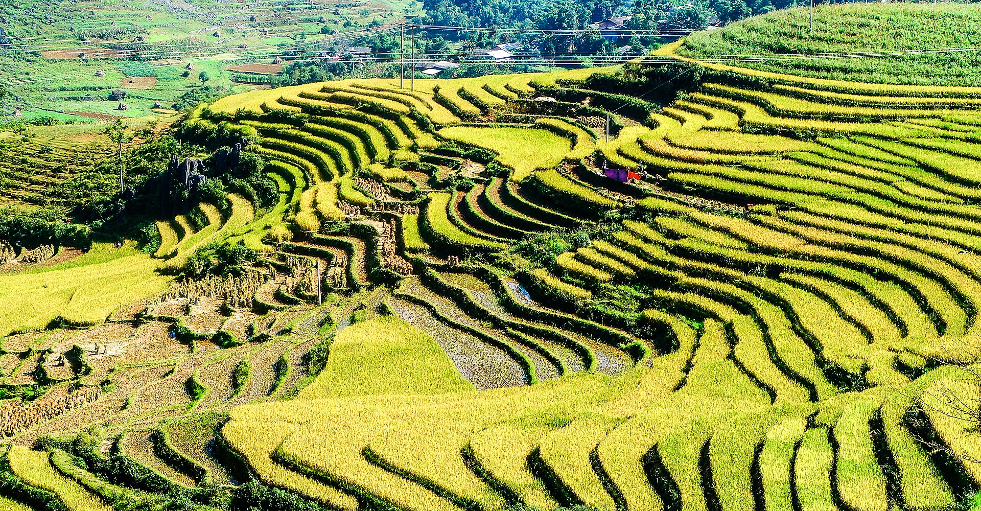 Ruộng bậc thang lúa chín vàng uốn lượn theo sườn đồi ở Hà Giang, vài thửa đã gặt.